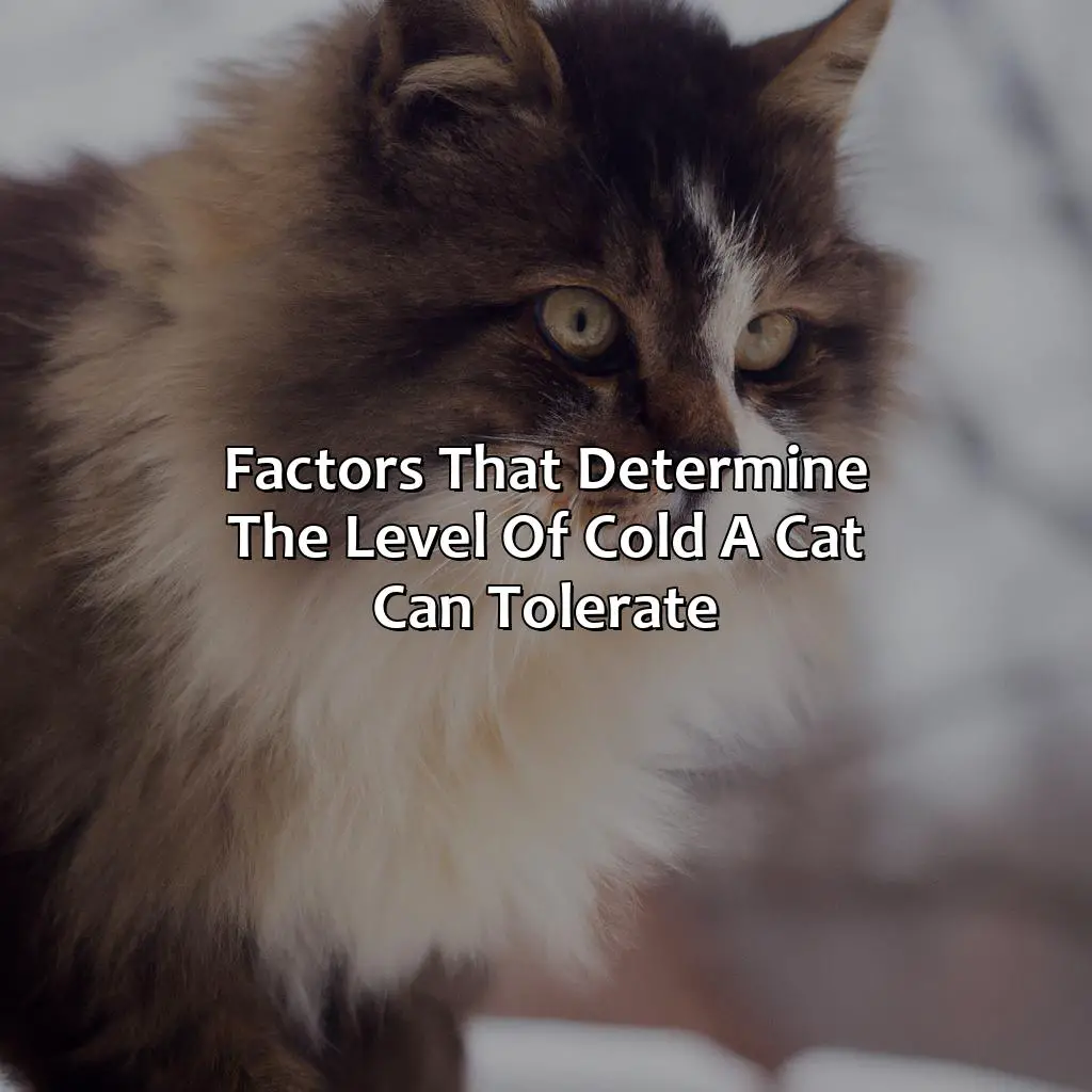 Factors That Determine The Level Of Cold A Cat Can Tolerate - How Cold Is Too Cold For Cats?, 