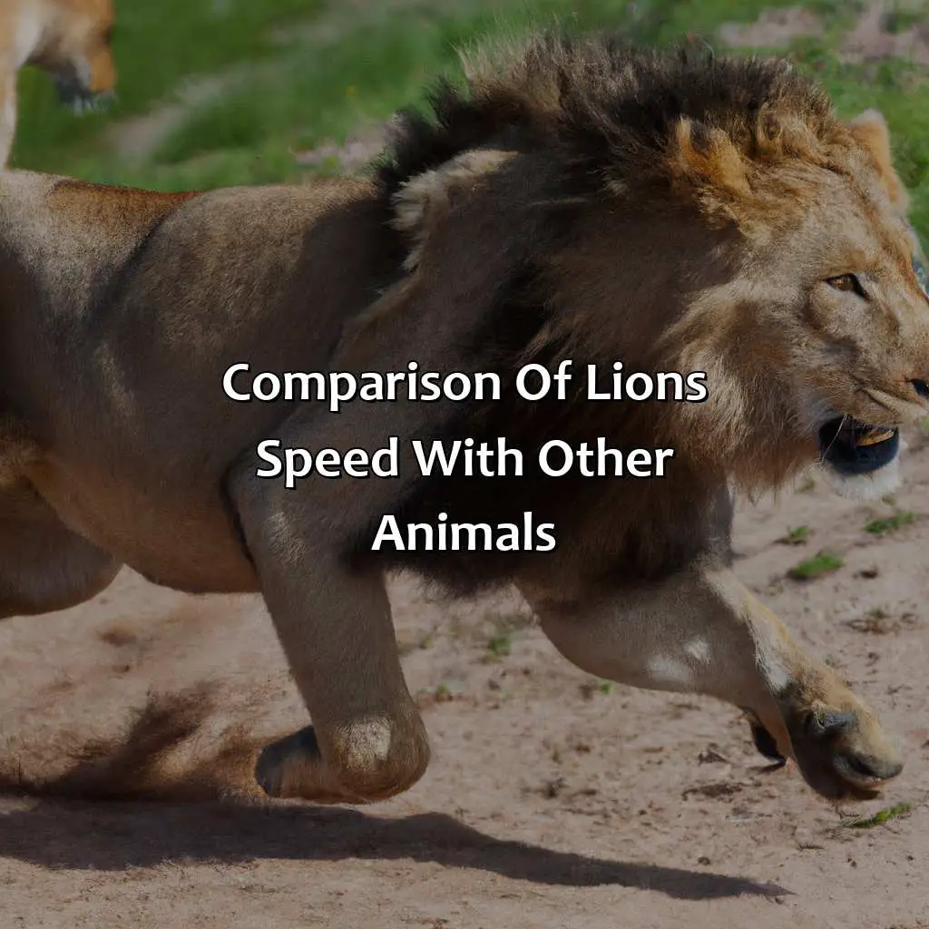 Comparison Of Lion