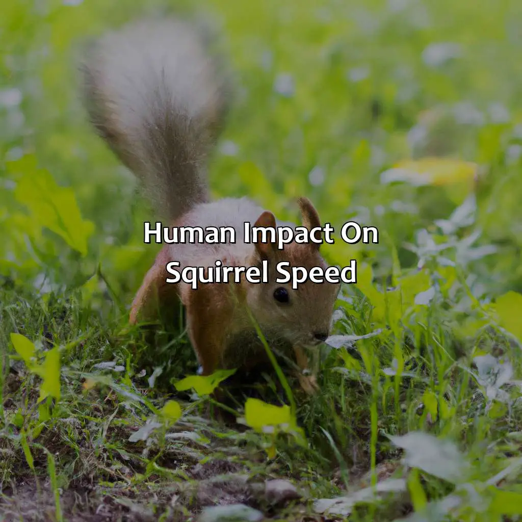 Human Impact On Squirrel Speed - How Fast Can A Squirrel Run?, 