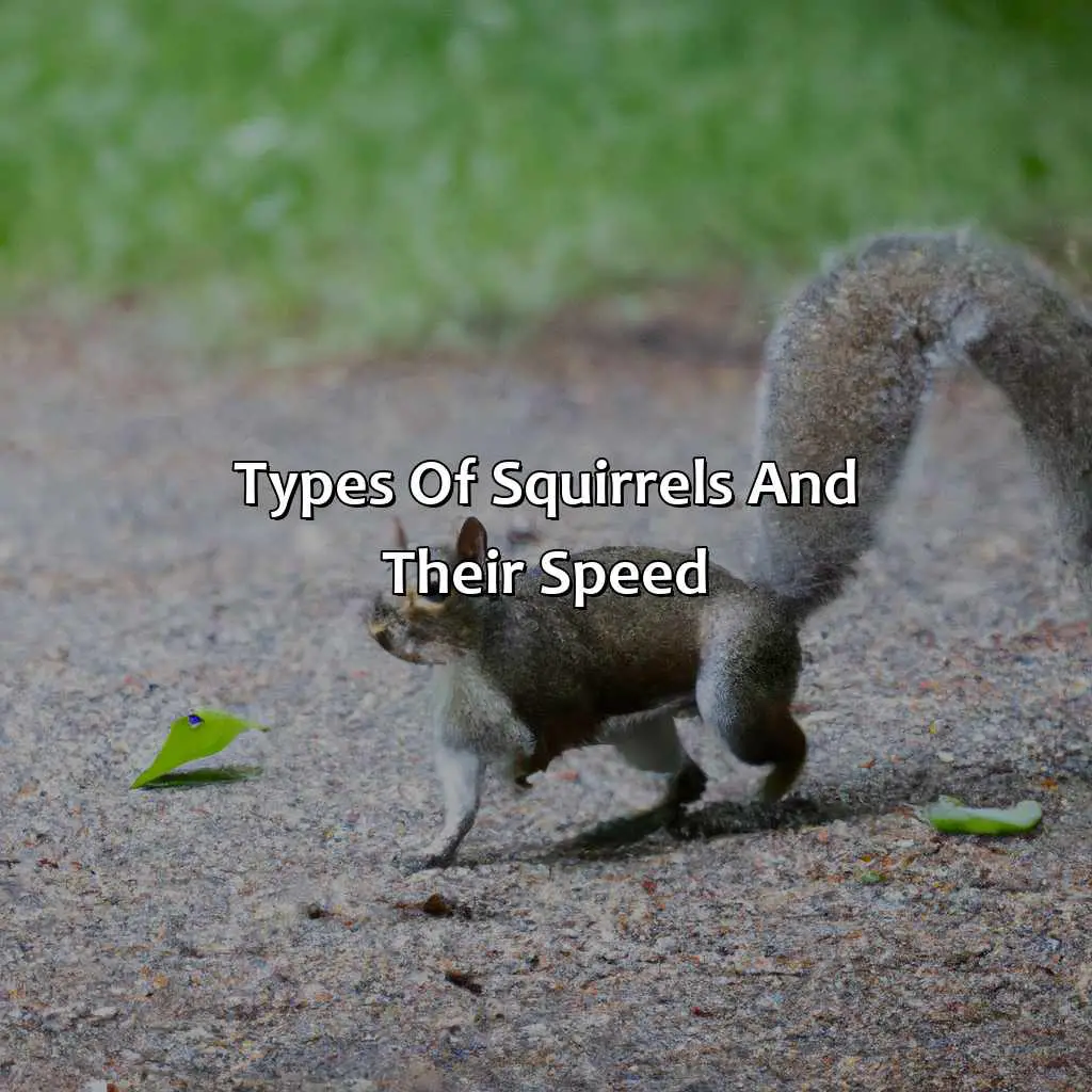 Types Of Squirrels And Their Speed - How Fast Can A Squirrel Run?, 